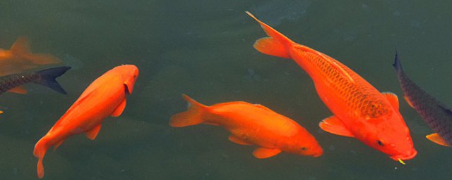 梦境中的奥秘,解读做梦梦到鲤鱼的多重含义 梦境中的奥秘,解读做梦梦到鲤鱼的多重含义