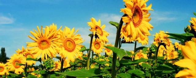向日葵的花语和寓意是什么，对于关于向日葵的花语和寓意介绍的要点