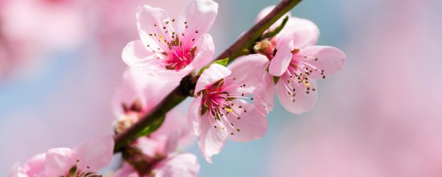 桃花功效和作用及食用方法解释，理解桃花怎么吃