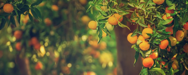 怎样储存柑橘如何，怎样储存柑橘可以吗