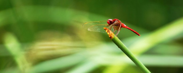 介绍蜻蜓的有关资料，对于蜻蜓的生活习性是怎样的的要点