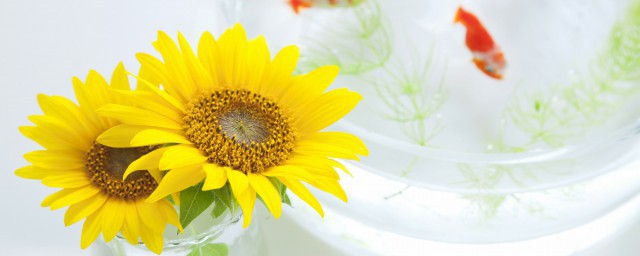 有关向日葵正能量的句子你清楚吗？