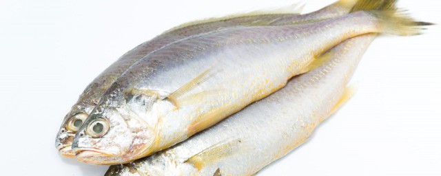 石锅鱼的来历简介，对于石锅鱼来历的详细简介的要点