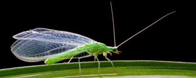 绿色的小飞虫是什么东西怎么办须知道