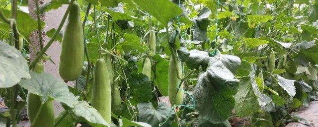 羊角蜜瓜怎么种植解释，理解羊角蜜瓜如何种植