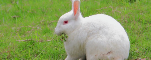 养垂耳兔要注意什么，对于养垂耳兔的注意事项有哪些的要点