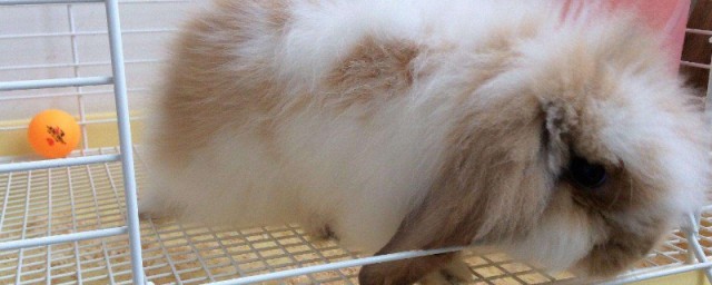 养侏儒兔子要注意什么，对于养侏儒兔子的注意事项的要点