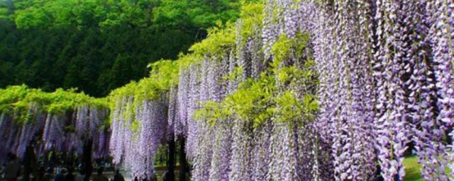 紫藤花的养殖方法解释，理解紫藤花如何养殖