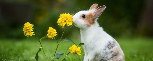 家里养兔子的注意事项解释，理解兔子怎么养