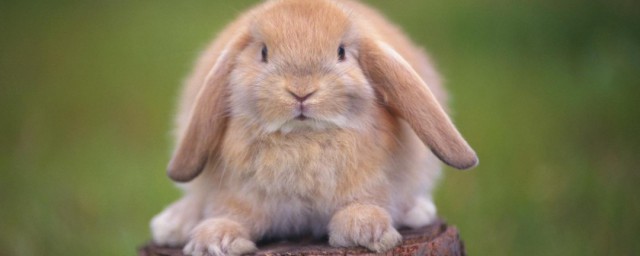 养垂耳兔应该注意什么你清楚吗？