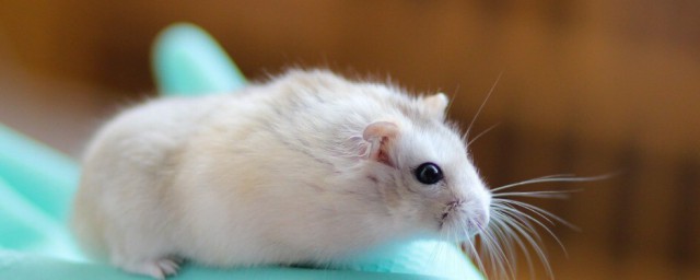 请问新手养仓鼠需要注意什么解释，理解养仓鼠的注意事项
