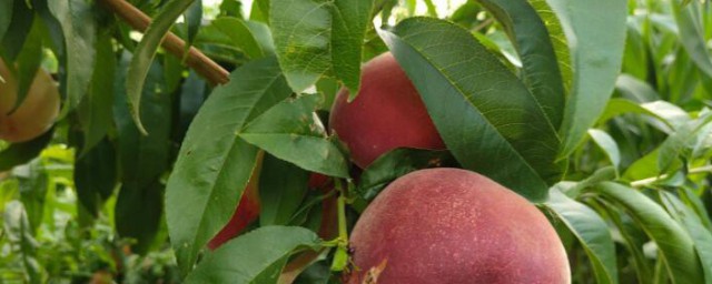 桃子的种植方法和技术须知道