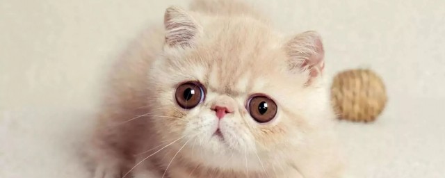 猫咪名字大全可爱，对于可爱吉祥的猫咪名字大全推荐的要点
