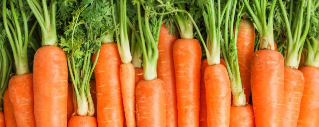 胡萝卜怎样储存不发黑解释，理解胡萝卜储存方法