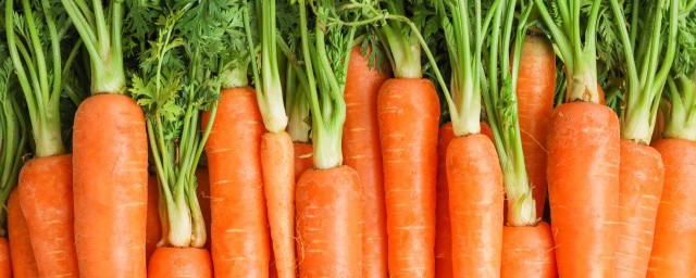 红萝卜怎样储存不会烂解释，理解胡萝卜怎样储存不会烂