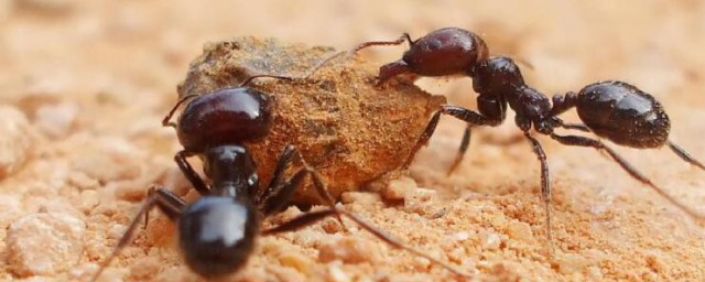 蚂蚁的习性如何，蚂蚁的习性可以吗