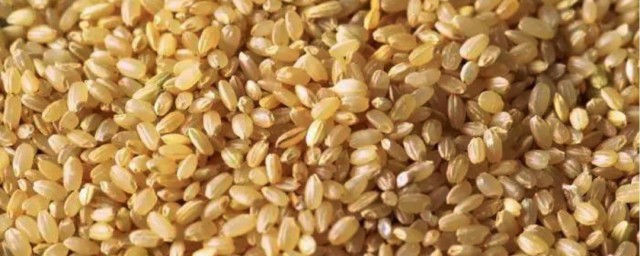 糙米有什么功效和作用你清楚吗？