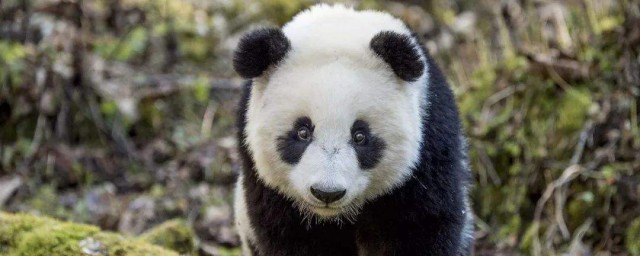 熊猫介绍50字左右解释，理解关于熊猫的简介