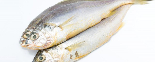 江团鱼是什么鱼内吃什么食物，对于什么是江团鱼的要点