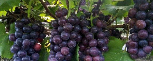 夏黑葡萄品种介绍，对于夏黑葡萄品种简介的要点