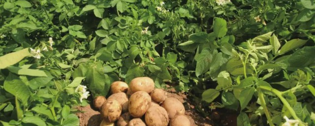 如何种植马铃薯你清楚吗？