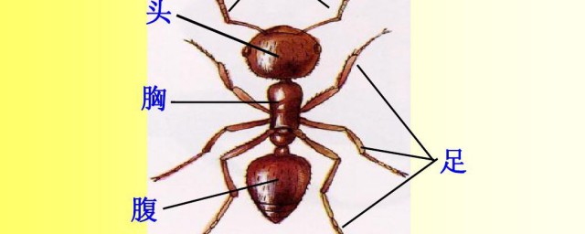 蚂蚁的身体分为哪三部分，对于蚂蚁的身体怎么组成的的要点