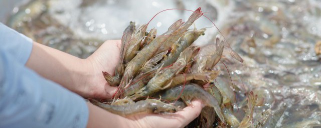 黑壳虾盐水消毒方法，对于怎么用盐水给黑壳虾消毒的要点
