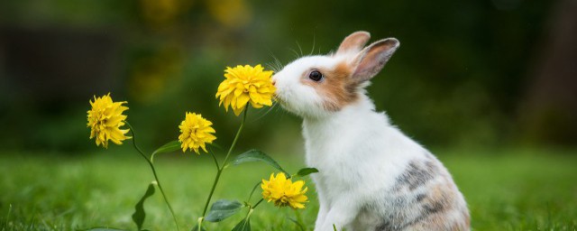 春天的小动物有哪些解释，理解春天的小动物介绍