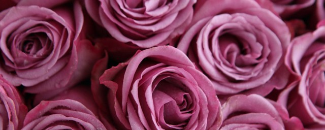 紫玫瑰花语是什么意思解释，理解紫玫瑰花语解释