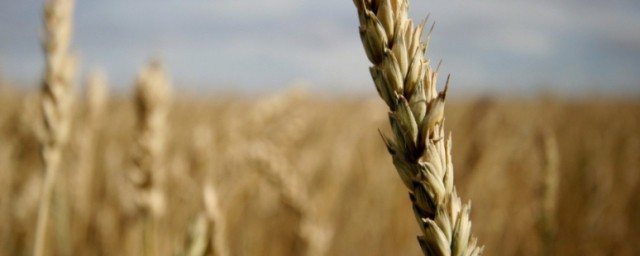 夏季怎样储存小麦须知道