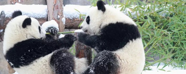 大熊猫的别称叫什么你清楚吗？