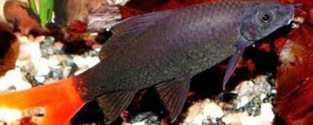红色尾巴黑色身子的鱼叫什么如何，红色尾巴黑色身子的鱼叫什么可以吗