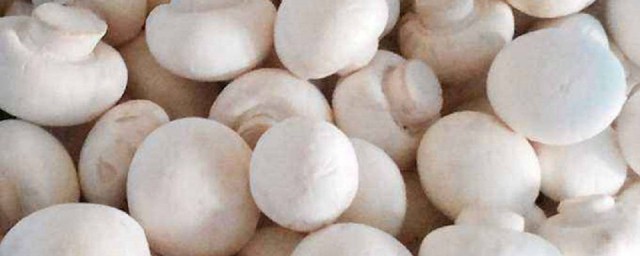 白色圆蘑菇叫什么菇解释，理解白色圆蘑菇是什么菇
