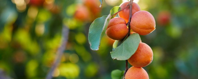 梦到吃杏子是什么意思你清楚吗？