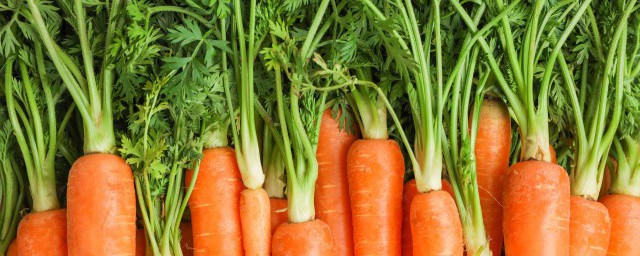 胡萝卜发芽了怎样储存解释，理解胡萝卜有哪些保存方法