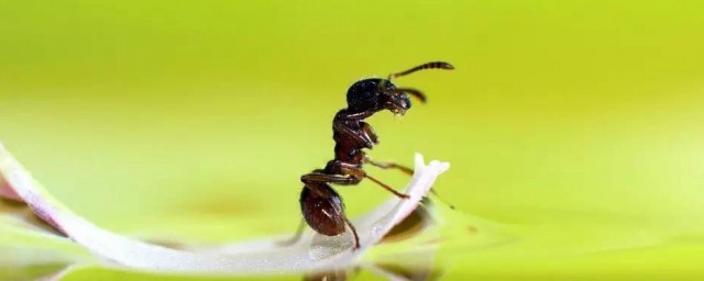 酒精喷在蚂蚁身上会怎样如何，酒精喷在蚂蚁身上会怎样可以吗