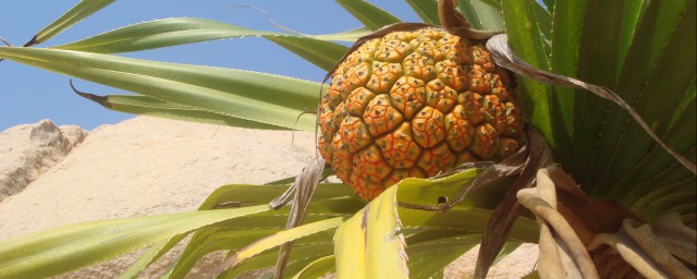 野菠萝的功效与作用解释，理解盘点野菠萝的功效