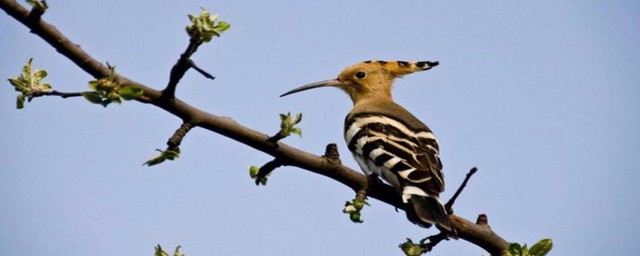啄木鸟是益鸟吗解释，理解啄木鸟是什么尿