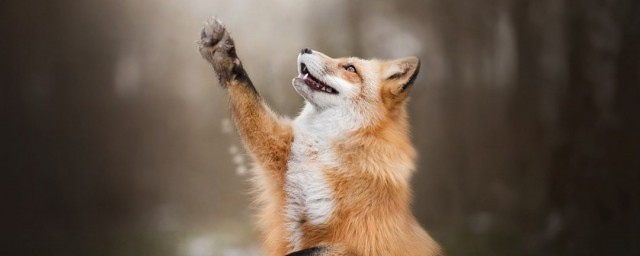 狐狸是国家保护动物吗须知道