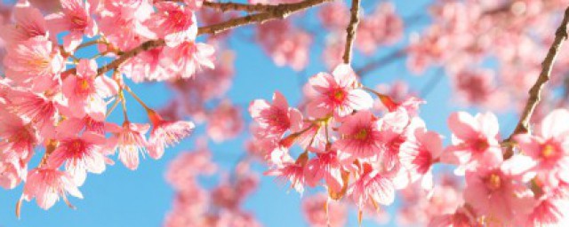 关于樱花的浪漫诗词如何，关于樱花的浪漫诗词可以吗