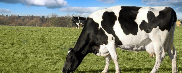 奶牛有公母之分吗如何，奶牛有公母之分吗可以吗