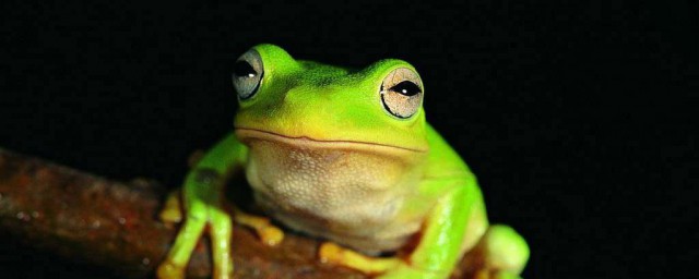 青蛙会冬眠吗，对于青蛙简介的要点