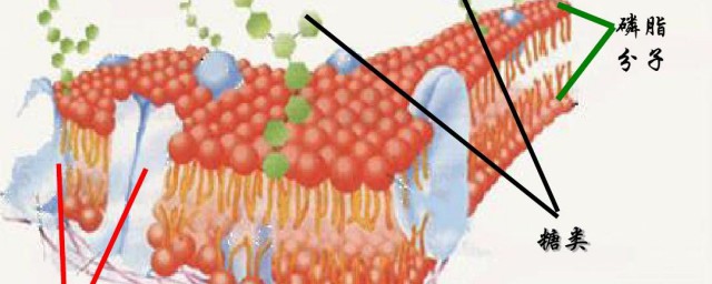 细胞膜上糖蛋白的功能是什么如何，细胞膜上糖蛋白的功能是什么可以吗