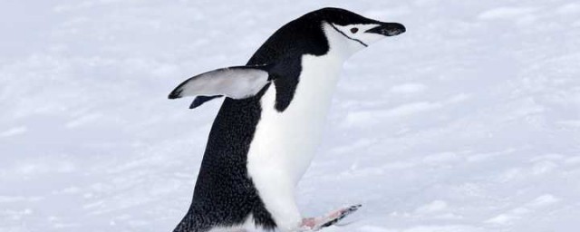 企鹅属于什么类的动物，对于企鹅喜欢的环境的要点