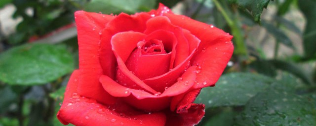 玫瑰花语和寓意你清楚吗？