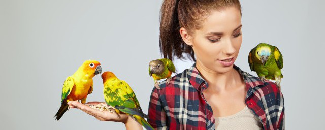 家里养鸟的禁忌，对于家里养鸟的禁忌有什么的要点