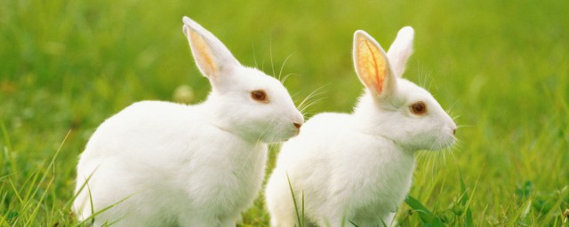 兔子可以吃什么解释，理解兔子可以吃的东西