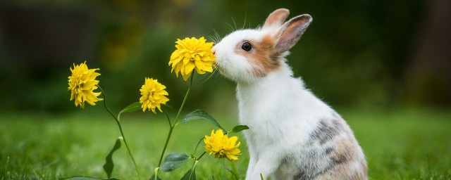 小兔子吃什么食物你清楚吗？