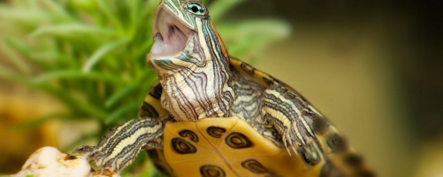 巴西龟会淹死吗解释，理解巴西龟会淹死的原因