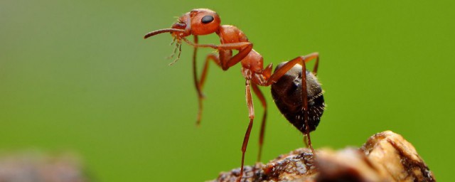 蚂蚁有什么特点你清楚吗？